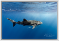 Whale shark of Ningaloo