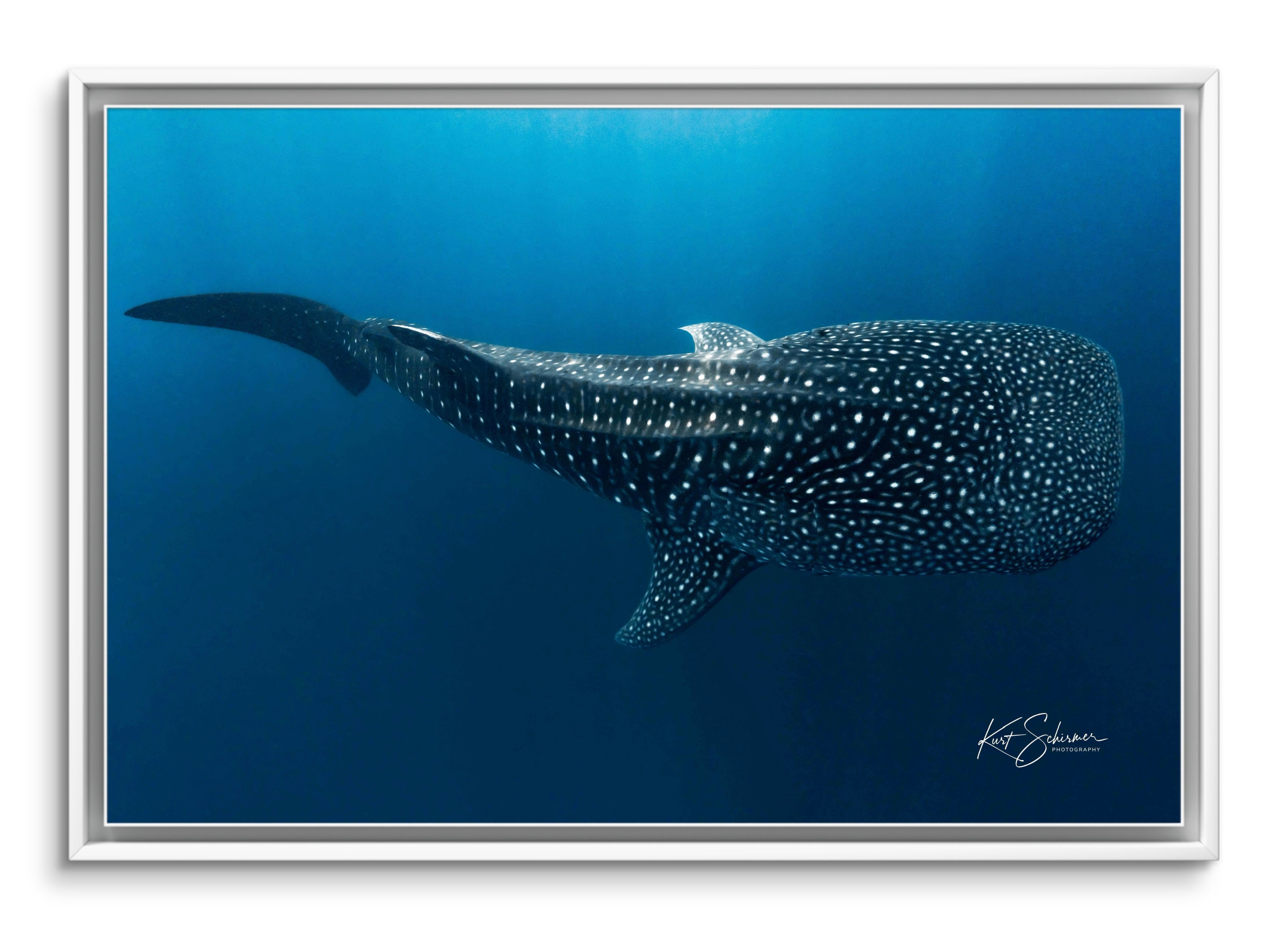 Gentle Giant of Indonesia – Whale Shark Underwater Photography Wall Art Print