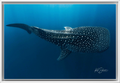 Gentle Giant of Indonesia – Whale Shark Underwater Photography Wall Art Print