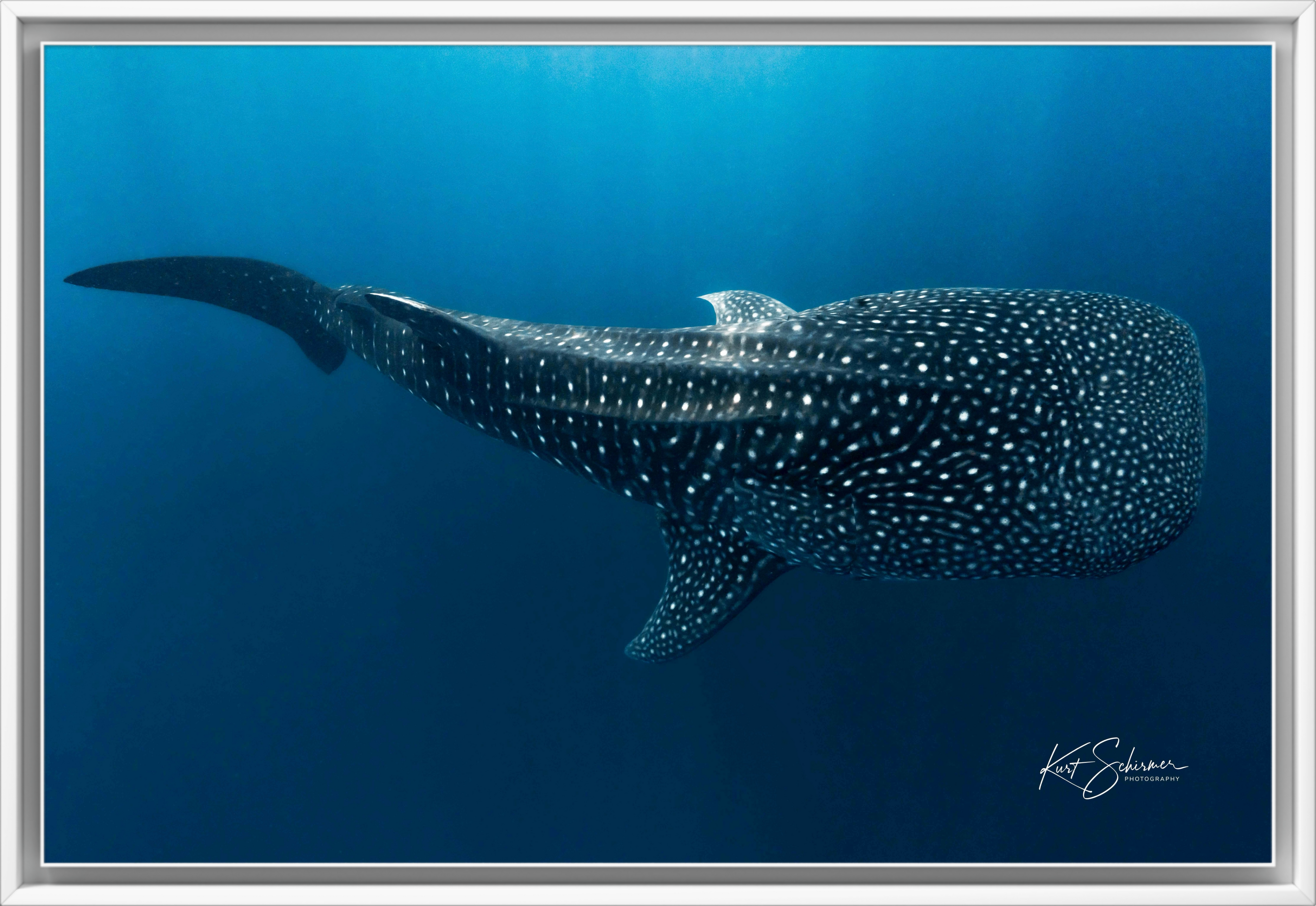 Gentle Giant of Indonesia – Whale Shark Underwater Photography Wall Art Print
