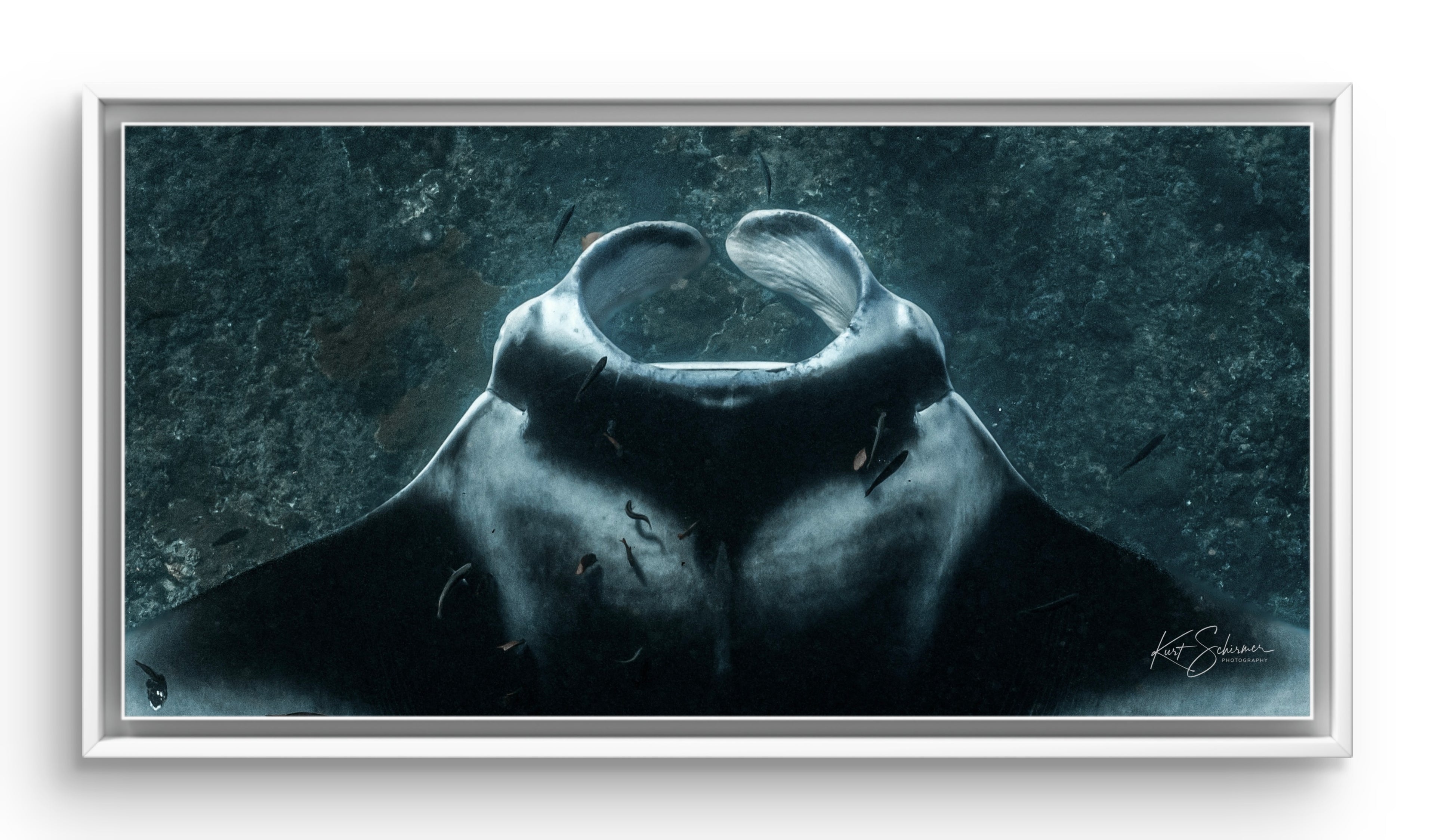 Cruising Manta Ray at Nusa Penida – Underwater Manta Ray Photography Wall Art Print