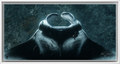 Cruising Manta Ray at Nusa Penida – Underwater Manta Ray Photography Wall Art Print