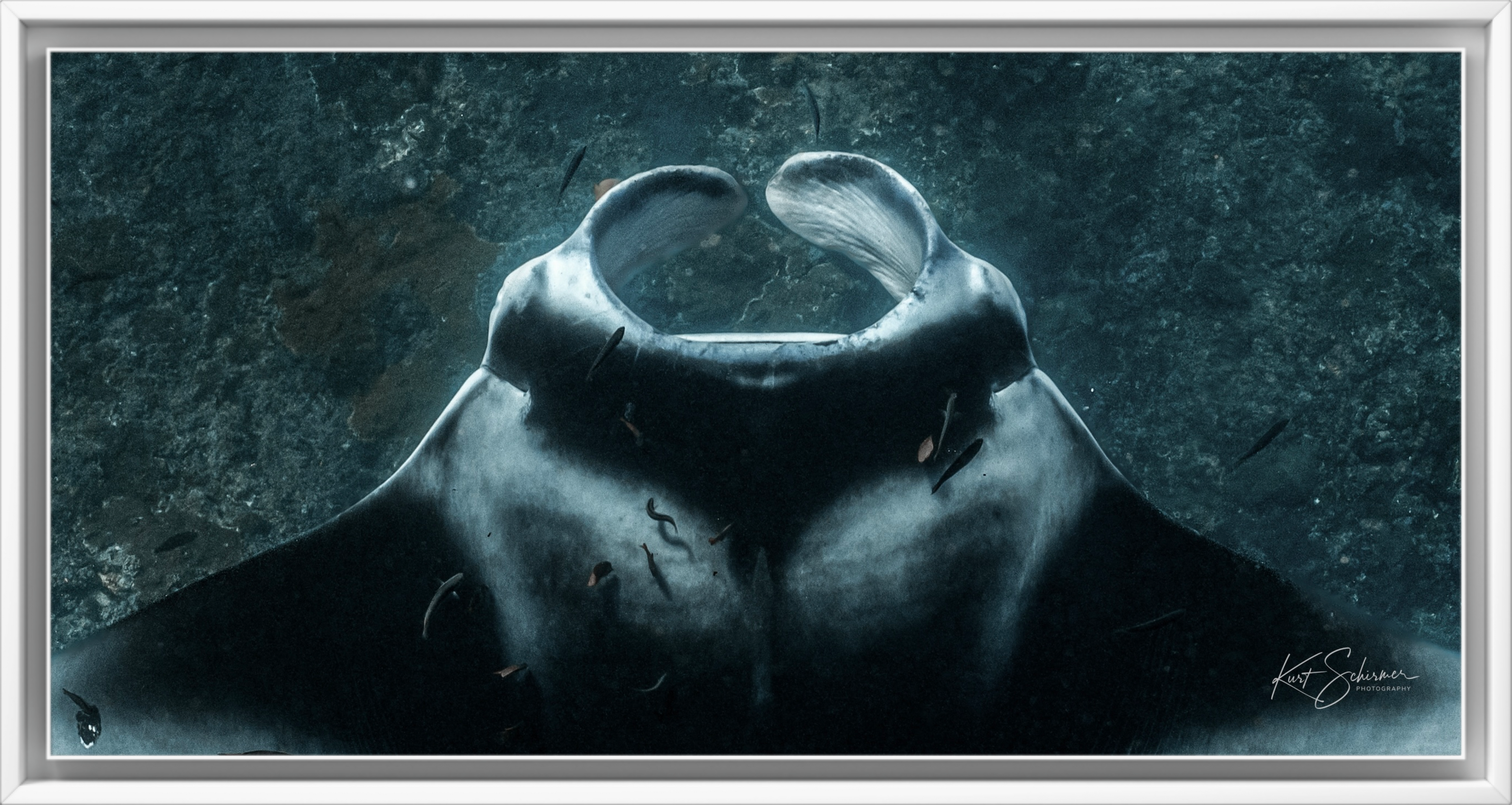 Cruising Manta Ray at Nusa Penida – Underwater Manta Ray Photography Wall Art Print