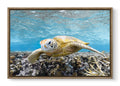 Turtle Portrait – Underwater Fine Art Photography Print