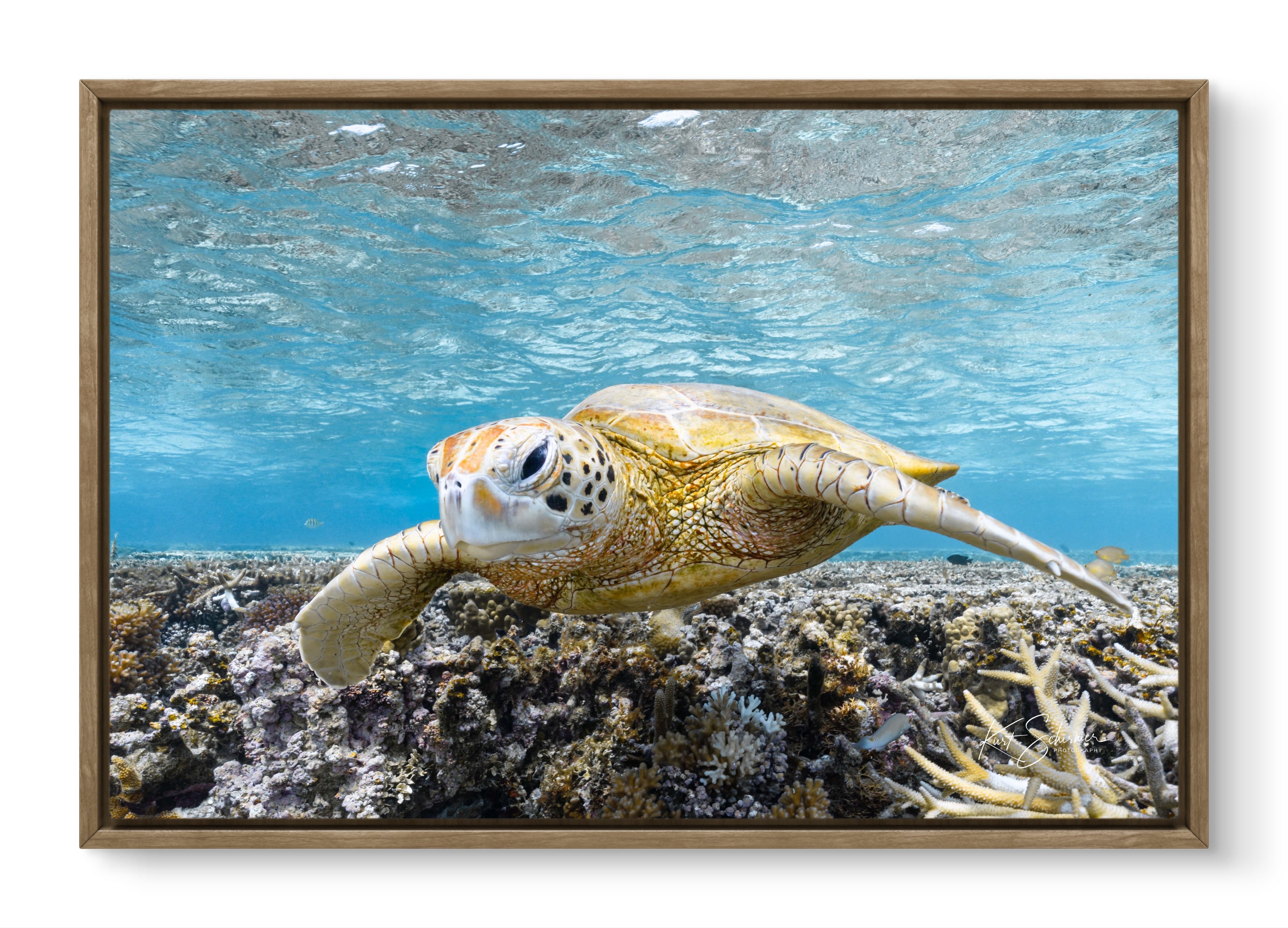 Turtle Portrait – Underwater Fine Art Photography Print