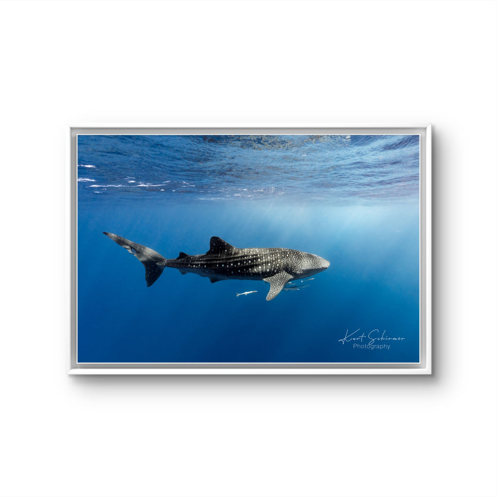Whale shark of Ningaloo